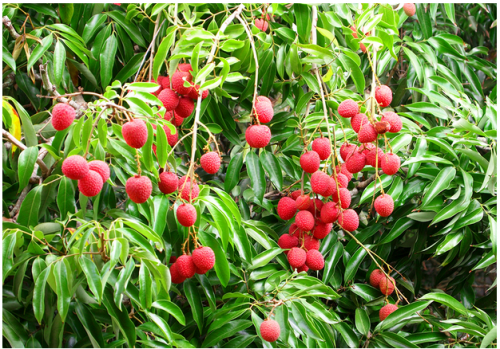 Lychees Fruit Farms - YP Farms