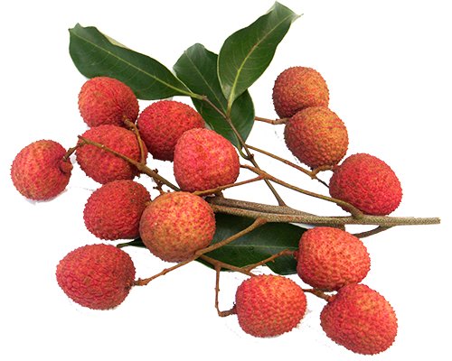 Mauritius Lychee - YP Farms